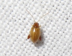 Longitarsus pellucidus