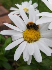 Bombus pascuorum