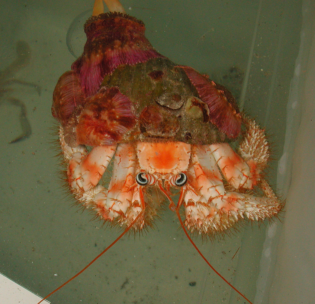 Dardanus brachyops