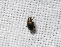 Chaetocnema hortensis