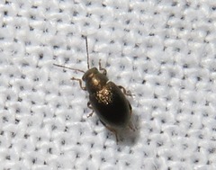 Chaetocnema hortensis