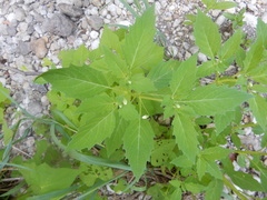 Physalis angulata
