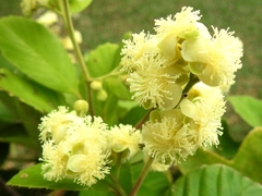 Dilleniaceae