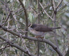 Curruca cantillans albistriata