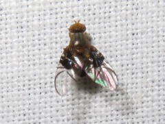 Anomoia purmunda