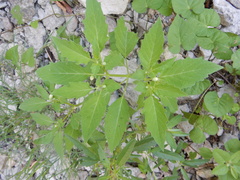 Physalis angulata