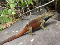 Microlophus delanonis