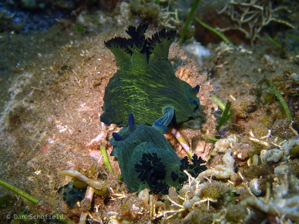 Shadowy Wrinkle Dorid