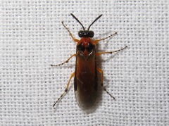 Athalia rosae