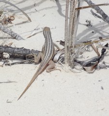 Leiocephalus stictigaster