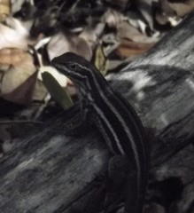 Leiocephalus stictigaster