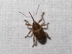 Curculio nucum