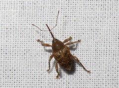 Curculio nucum
