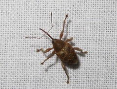 Curculio nucum