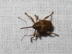 Curculio nucum