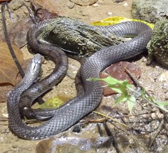 Cubophis cantherigerus