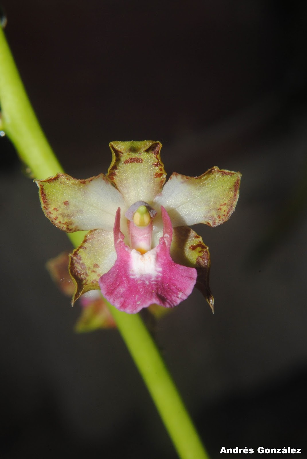 Cyrtopodium brandonianum Barb.Rodr.