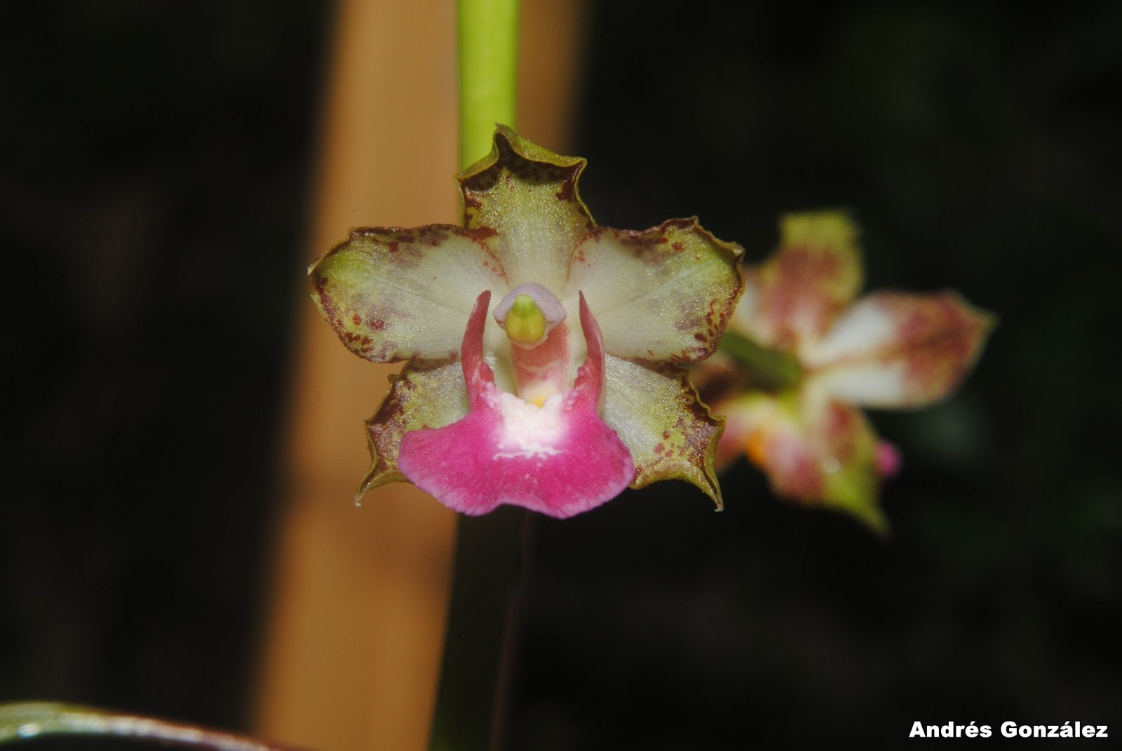 Cyrtopodium brandonianum Barb.Rodr. 2