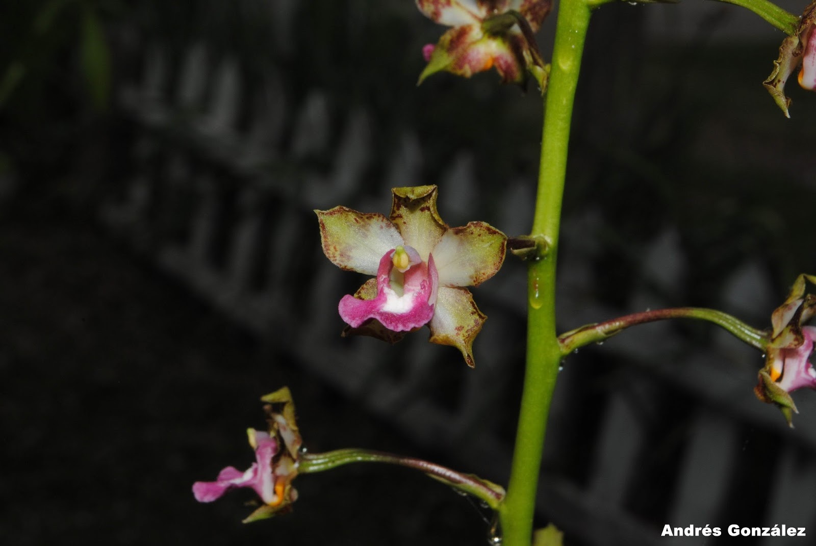 Cyrtopodium brandonianum Barb.Rodr. 3