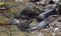 Cubophis cantherigerus