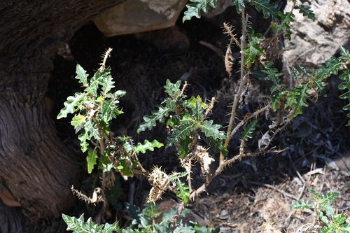 Image of Solanum cinereum by (c) Em Lamond, some rights reserved (CC BY)