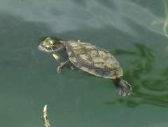 Trachemys decussata