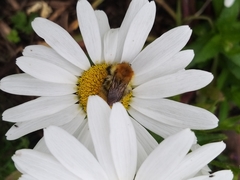 Bombus pascuorum