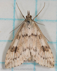 Udea washingtonalis