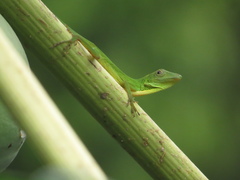 Anolis chloris
