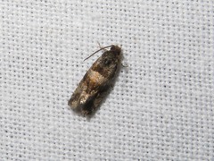 Lobesia abscisana