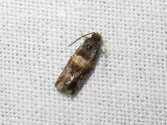 Lobesia abscisana
