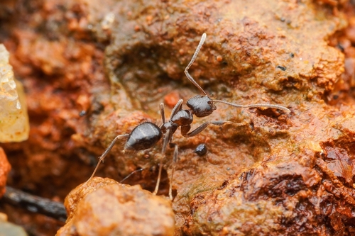 耶氏尼氏蚁Nylanderia yerburyi
