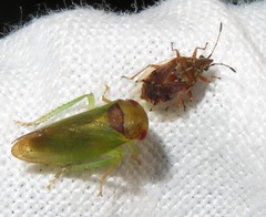 Iassus lanio