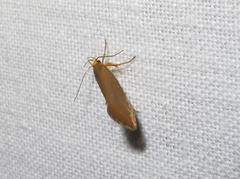 Crassa unitella