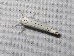 Yponomeuta evonymella