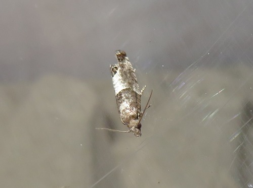 Eye-spotted Bud Moth, Escamp, Den Haag, Nederland, photo 10 of 10