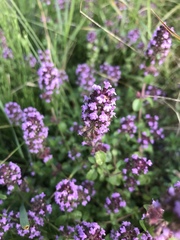 Serpyllum