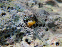 Microlipophrys dalmatinus