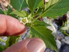 Physalis angulata