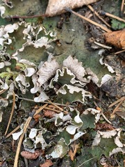 Peltigera leucophlebia