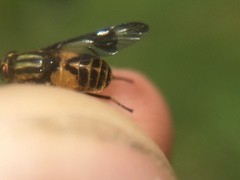 Chrysops geminatus