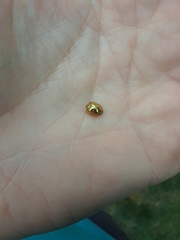 Charidotella sexpunctata