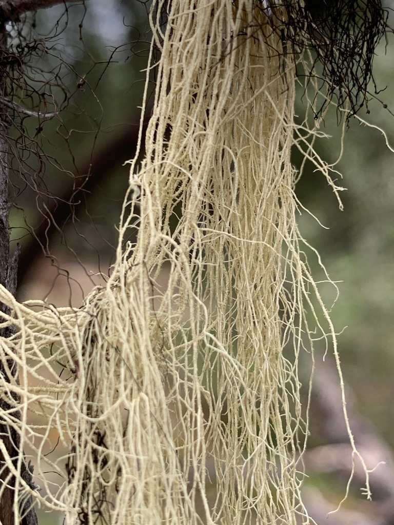 Straw Beard Lichen