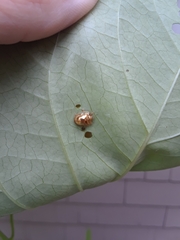 Charidotella sexpunctata