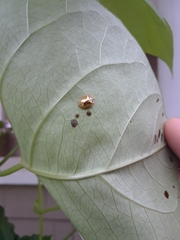 Charidotella sexpunctata