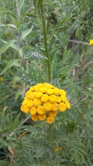 Tanacetum vulgare