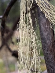 Usnea scabrata
