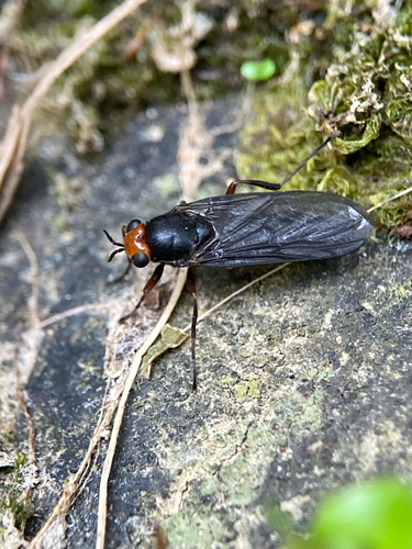 Photo of Sugarcane Soldier Fly (Inopus rubriceps)