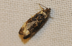 Endothenia