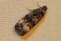 Endothenia
